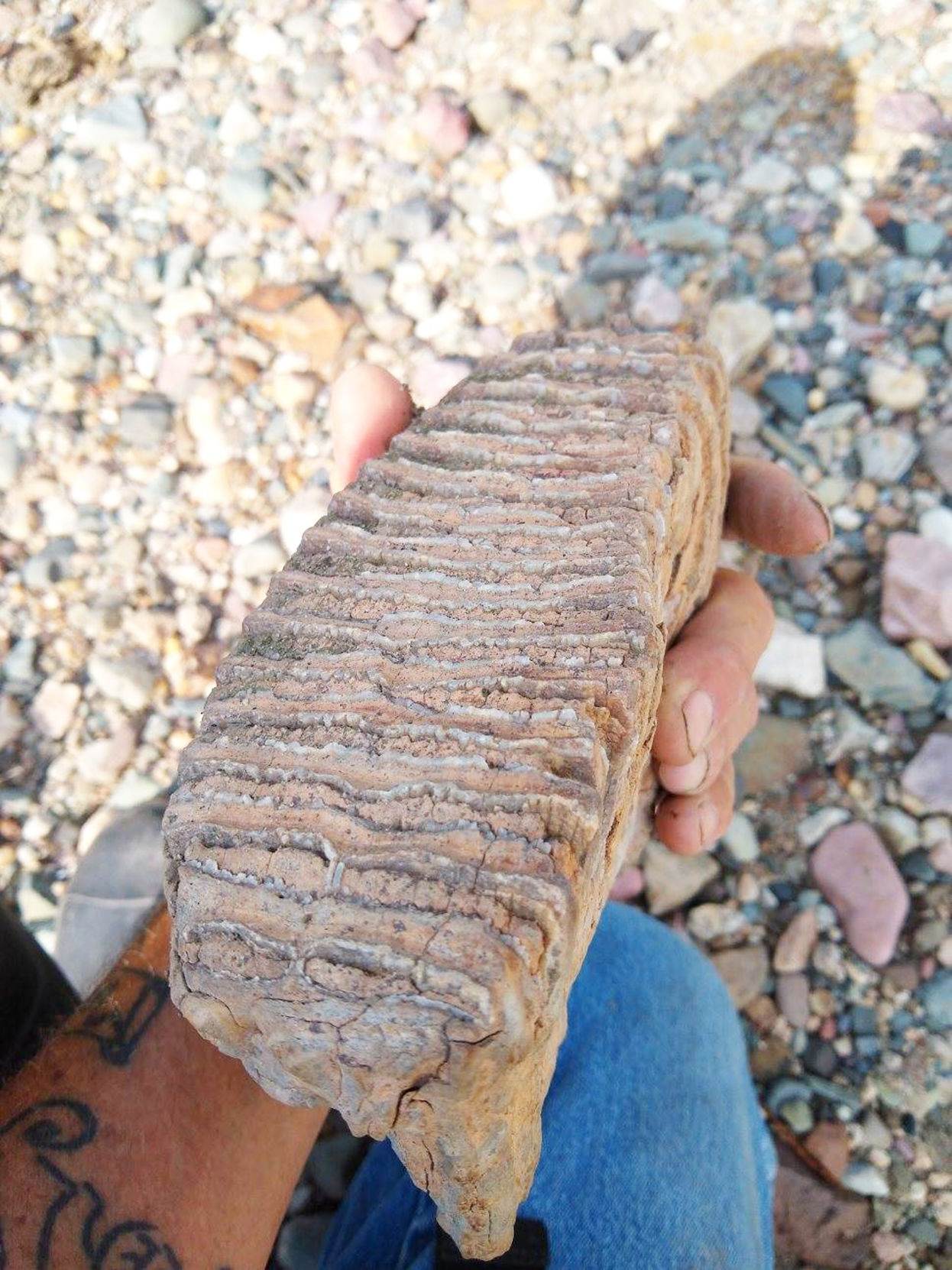 10-3-19 Mammoth Tooth 7.jpg